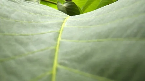 Leaf Texture Stock Footage 199619485