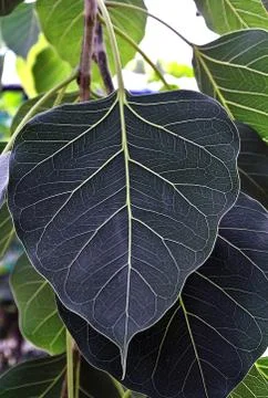 Leaf texture green Stock Photos