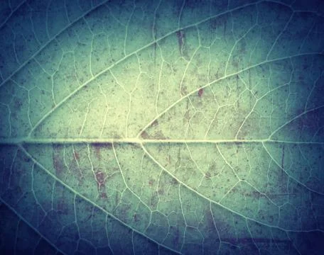 Leaf texture, grunge textured background for your projects Stock Illustration