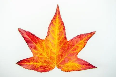 Leaf texture of isolated maple leaves. Leaves with vivid maple leaf colors. Leaf Stock Photos