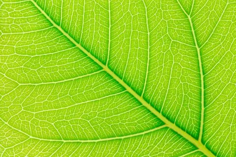 Leaf texture, leaf background for design with copy space for text or image. Foto stock