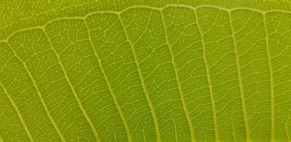 Leaf texture with leaf tissue shapes, details in green, like flowing water Stock Photos