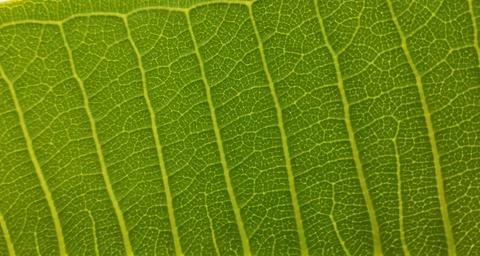 Leaf texture with leaf tissue shapes, details in green, like flowing water Stock Photos