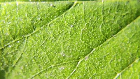 Leaf texture. leaf under a microscope. macro green leaf.Leaf in Macro Shot .. Stock Footage 249400952