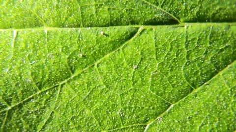Leaf texture. leaf under a microscope. macro green leaf.Leaf in Macro Shot .. Stock Footage 249400960
