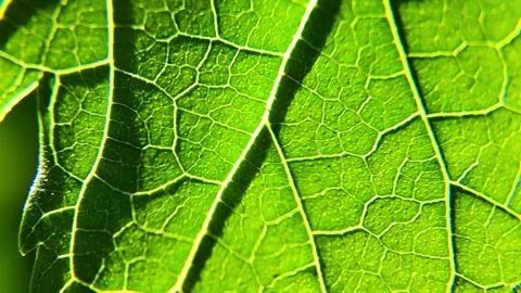 Leaf texture. leaf under a microscope. macro green leaf.Leaf in Macro Shot .. Stock Footage 249401003