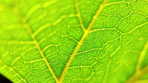 Leaf texture. leaf under a microscope. macro green leaf.Leaf in Macro Shot .. Stock Footage 249401010