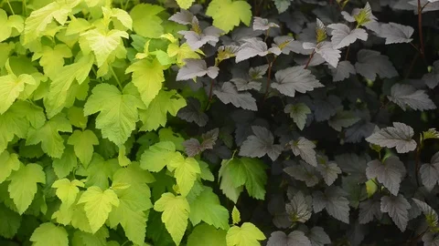 Leaf texture. leaves close-up 動画素材 109698595