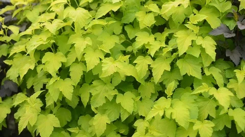 Leaf texture. leaves close-up 動画素材 109698713