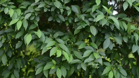 Leaf texture. leaves close-up 動画素材 109700138