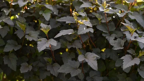 Leaf texture. leaves close-up 動画素材 109700495