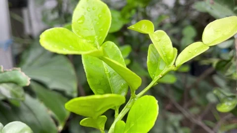 The leaf texture looks fresh and detailed Stock Footage 274048715