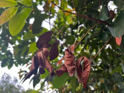 The leaf texture looks fresh and detailed Stock Photos