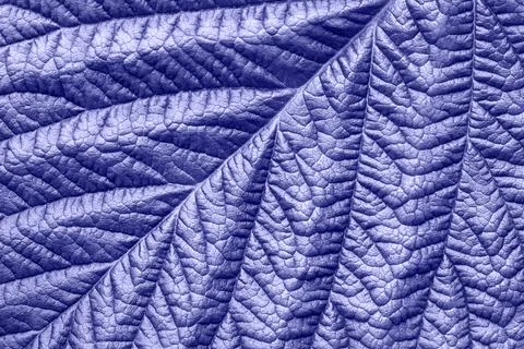 Leaf texture macro background, color of the year 2022 very peri Stock Photos