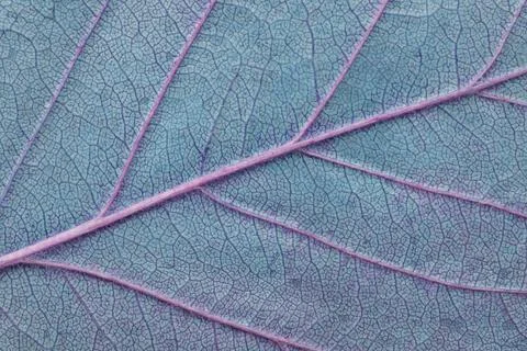 Leaf texture macro closeup. Leaves veins and grooves. Blue toned Stock Photos