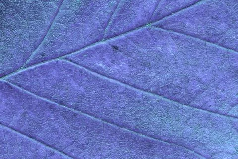 Leaf texture macro closeup. Leaves veins and grooves. Blue toned Stock Photos