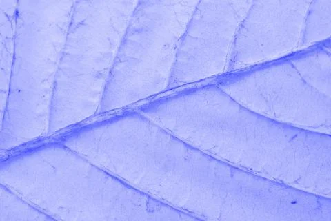 Leaf texture macro closeup. Leaves veins and grooves. Blue toned Stock Photos