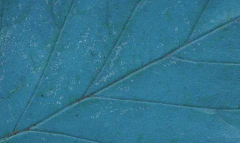 Leaf texture macro closeup. Leaves veins and grooves. Blue toned Stock Photos