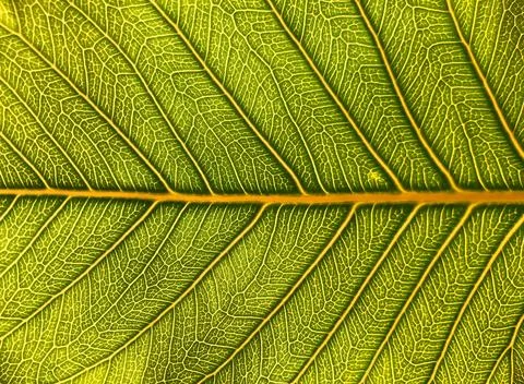 Leaf texture macro. Leaf vein pattern macro photography. Green leaf cells m.. Stock Photos