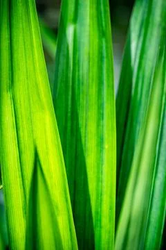 Leaf texture macro with pattern Stock Photos