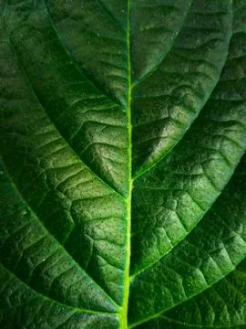 Leaf texture macro photo Stock Photos