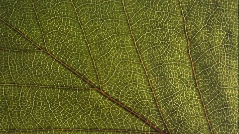 Leaf texture macro video. green leaf drying timelapse. nature background and Stock Footage 143967120