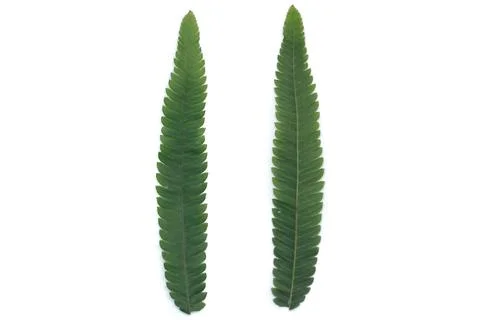 Leaf Texture material Stock Photos