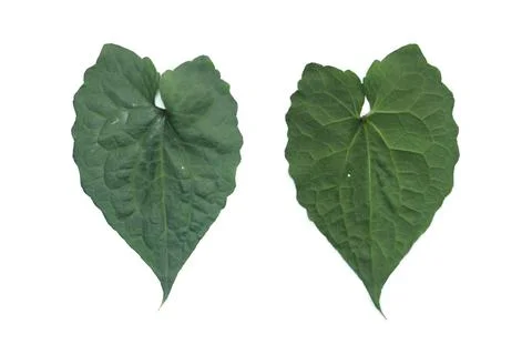 Leaf Texture material Foto stock