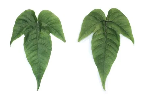 Leaf Texture material Stock Photos