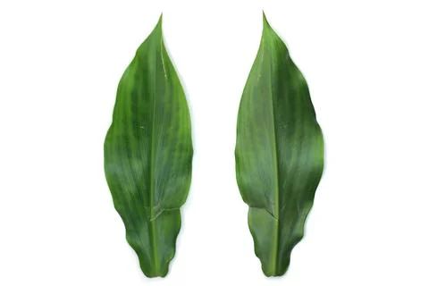 Leaf Texture material Stock Photos