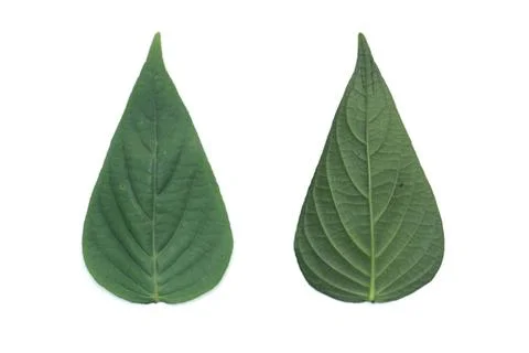 Leaf Texture material Stock Photos