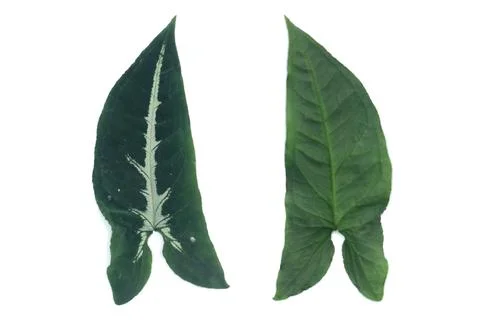 Leaf Texture material Foto stock