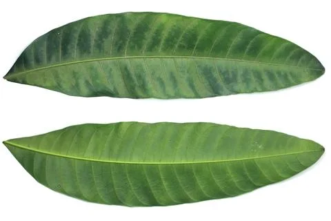 Leaf Texture material Foto stock