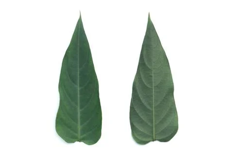 Leaf Texture material Stock Photos