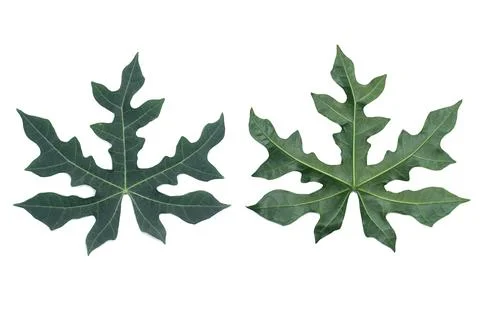 Leaf Texture material Stock Photos