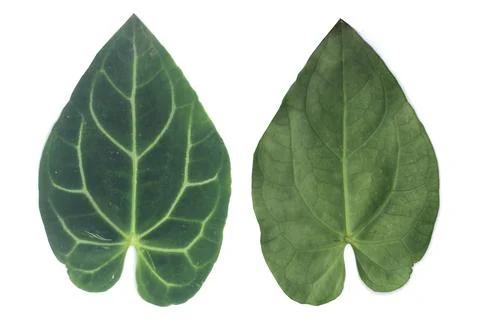 Leaf Texture material Stock Photos