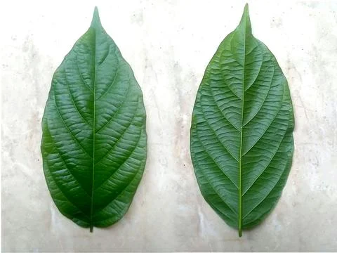 Leaf Texture material Stock Photos