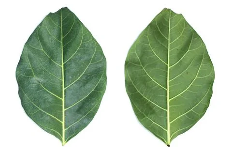 Leaf Texture material Foto stock