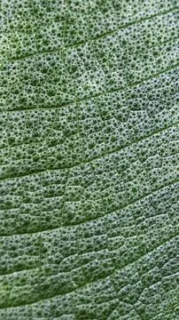 Leaf texture mobile wallpaper, aesthetic high definition background Stock-Illustration