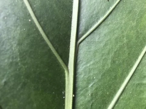Leaf texture with natural structure Stock Photos