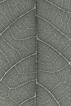 Leaf texture for pattern Stock Photos