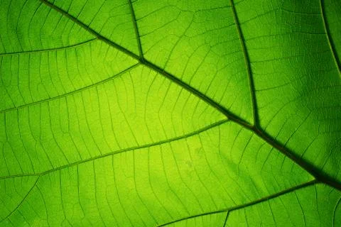 Leaf texture pattern for spring background Stock Photos