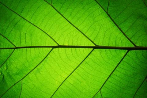 Leaf texture pattern for spring background Foto stock