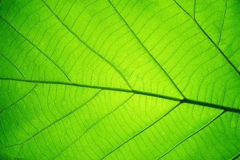 Leaf texture pattern for spring background, texture of green leaves, ecology  Stock Photos