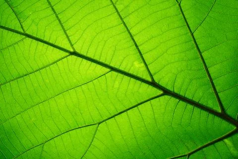 Leaf texture pattern for spring background, texture of green leaves, ecology  Stock Photos