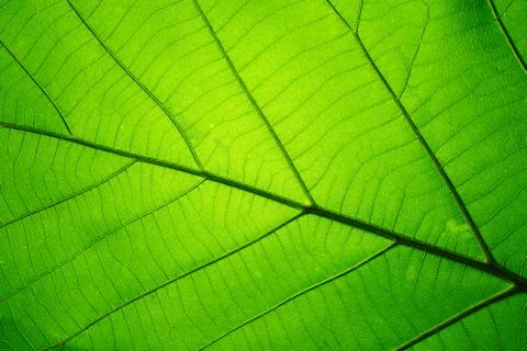 Leaf texture pattern for spring background, texture of green leaves, ecology  Stock Photos