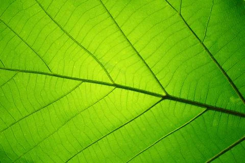 Leaf texture pattern for spring background, texture of green leaves Stock Photos