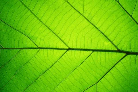 Leaf texture pattern for spring background, texture of green leaves Foto stock