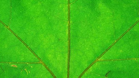 Leaf texture pattern for spring background. Macro of green leaves Stock Photos