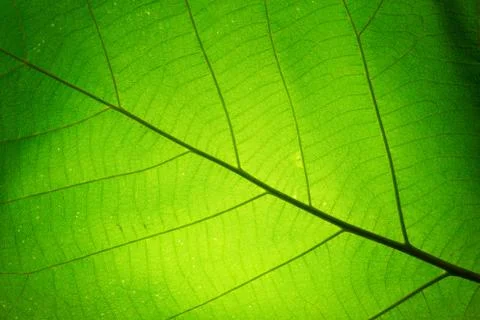 Leaf texture pattern for spring background,texture of green leaves,ecology co Foto stock